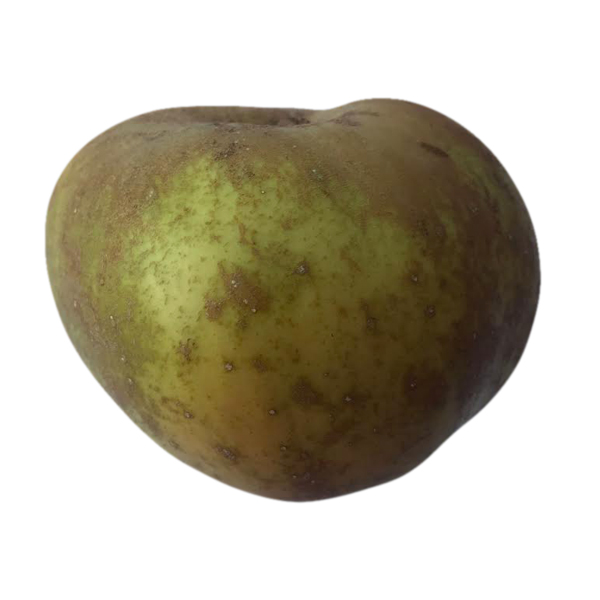 Mela Renetta