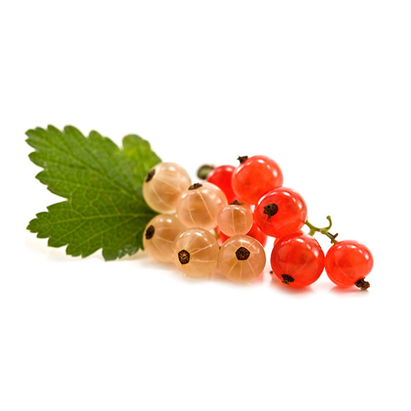 Ribes